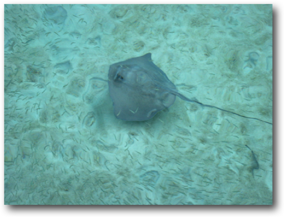 A Sting Ray moves in the shallow waters of Ten Bay Beach